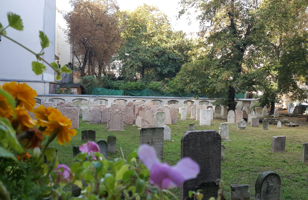 Susanne Hönigl, IKG